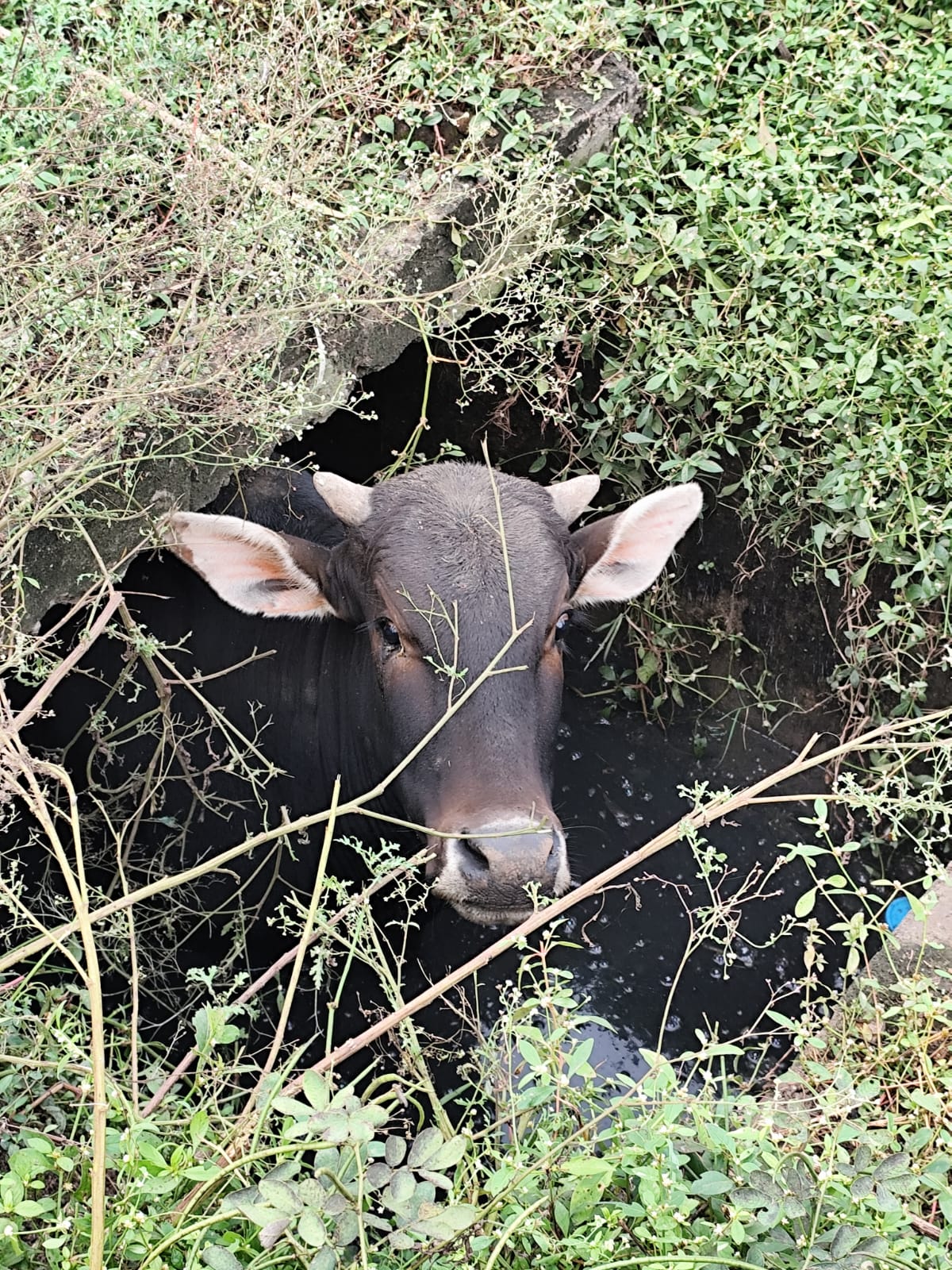 1761715312 WhatsApp Image 2025 10 29 at 10.29.05 AM (1)